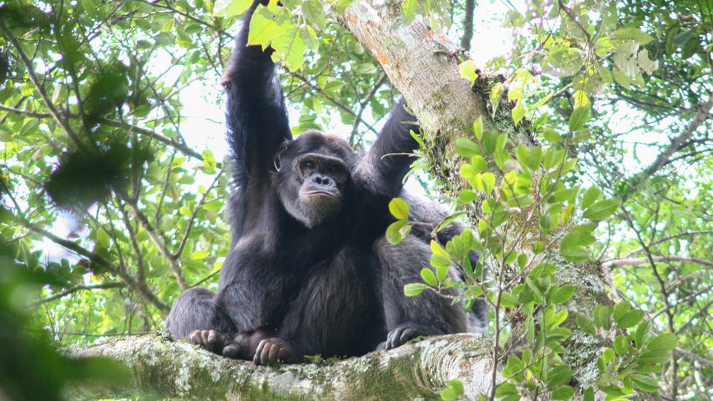 Uganda Safari Booking — Uganda safari travel guide