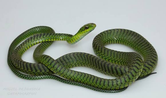 Boomslang