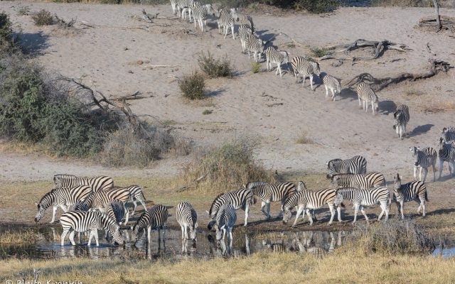5-Day Okavango Delta & Boteti River Tented Safari