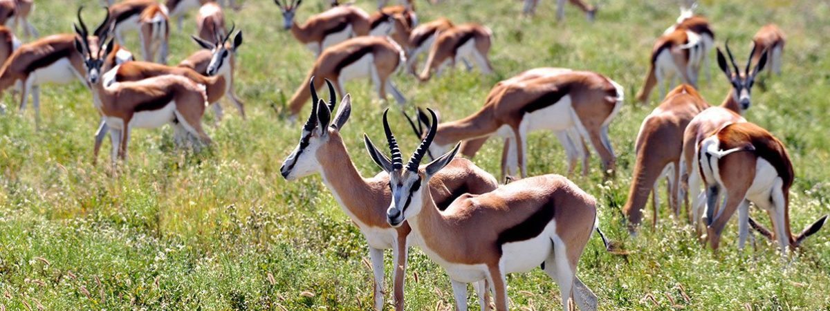 Botswana_CentralKalahari_KwandoSafarisTauPan_Wildlife_Springbok-1