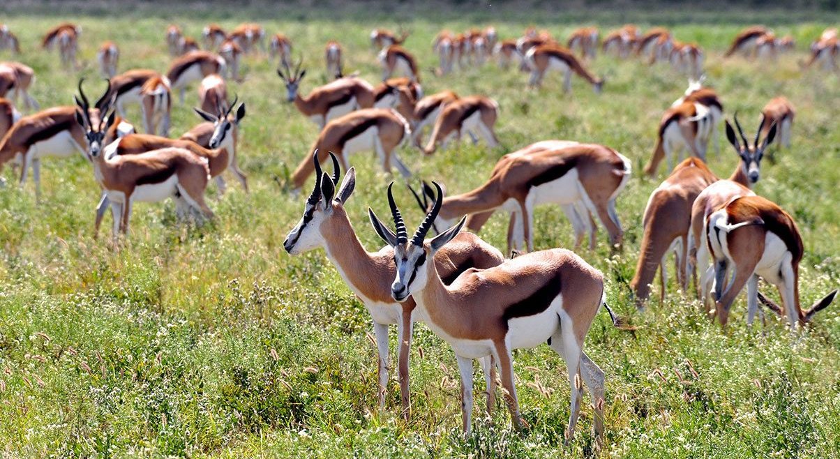 Botswana_CentralKalahari_KwandoSafarisTauPan_Wildlife_Springbok-1