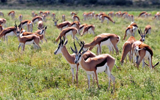 7-Day Kalahari Exploration