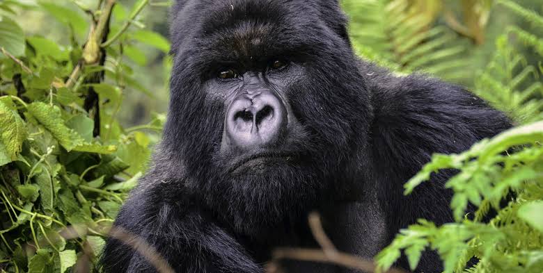 Budget Gorilla Trekking Safari