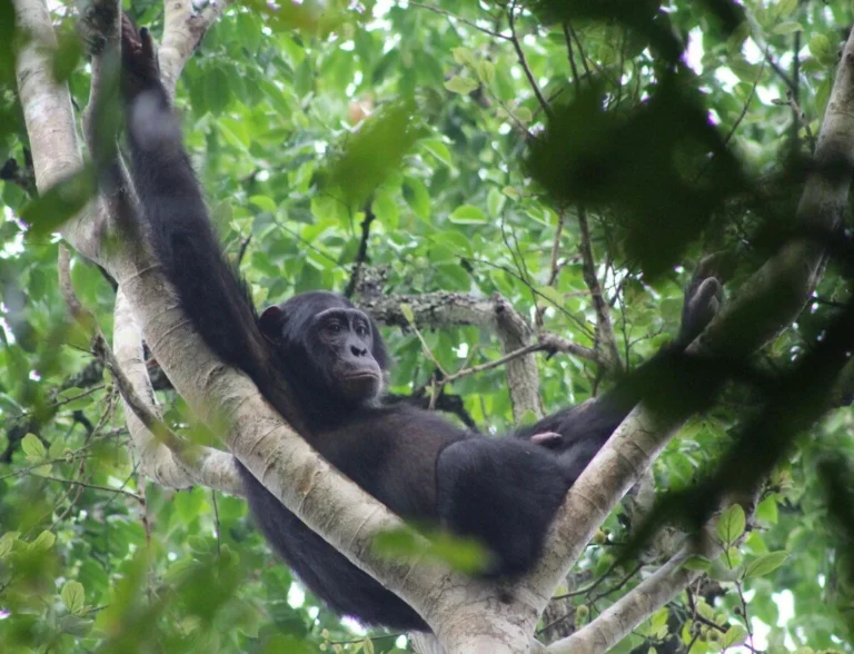 Bugoma Forest Reserve