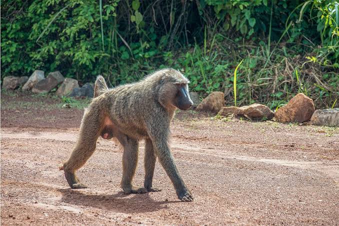 Bugungu Wildlife Reserve
