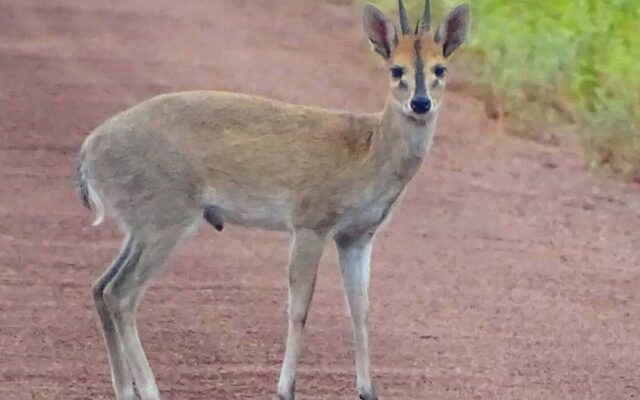 Bush Duiker