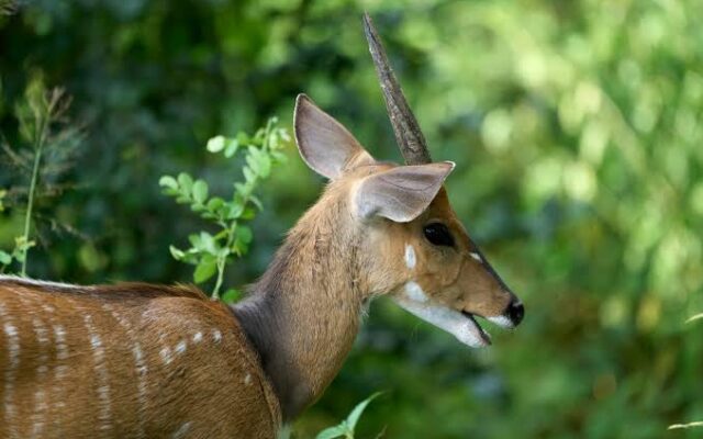 Bushbuck