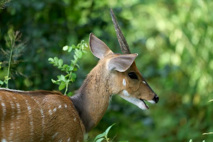 Bushbuck