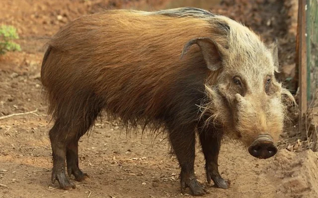 Bushpig