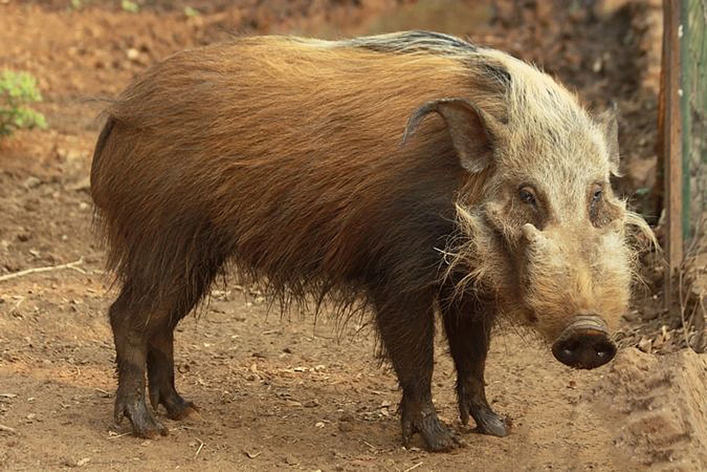 Bushpig