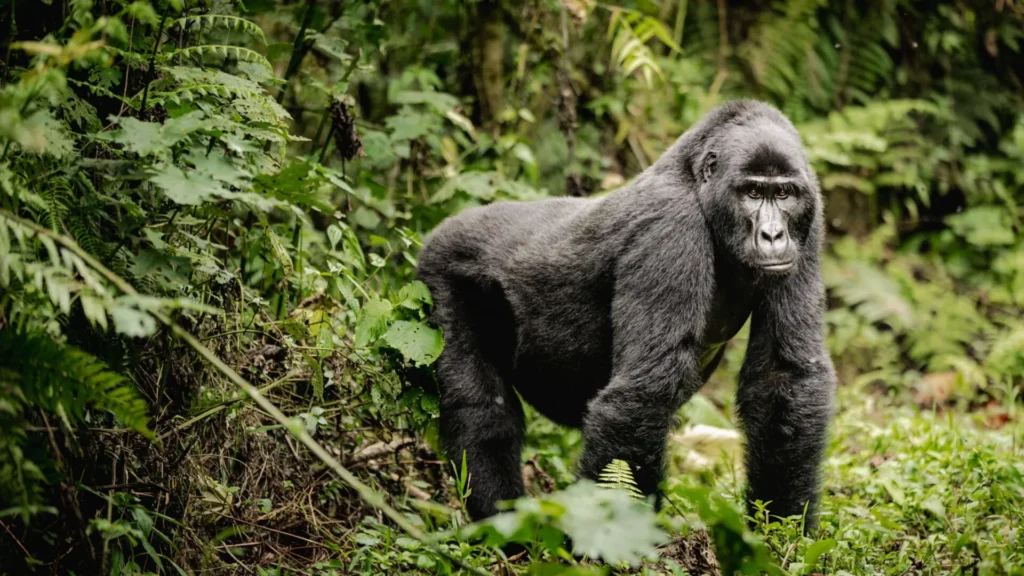 Gorilla Trekking in Uganda