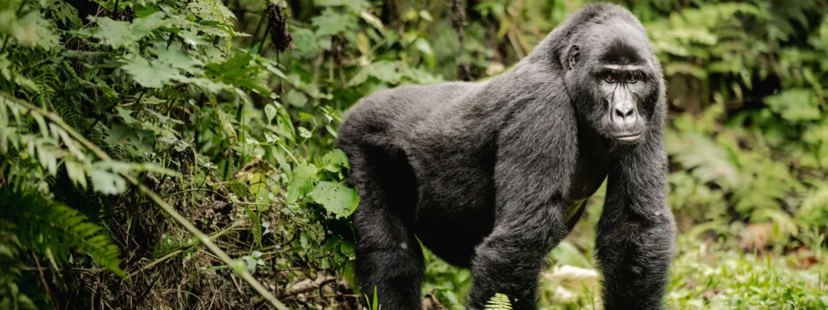 Bwindi Impenetrable forest national Park