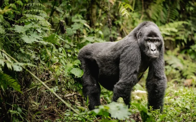 Mountain gorilla trekking in Uganda
