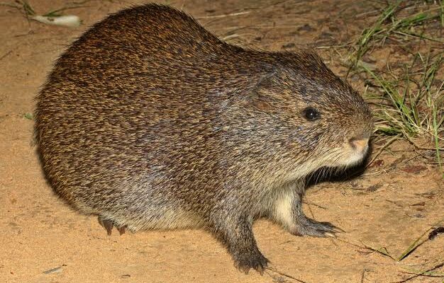 Cane Rat
