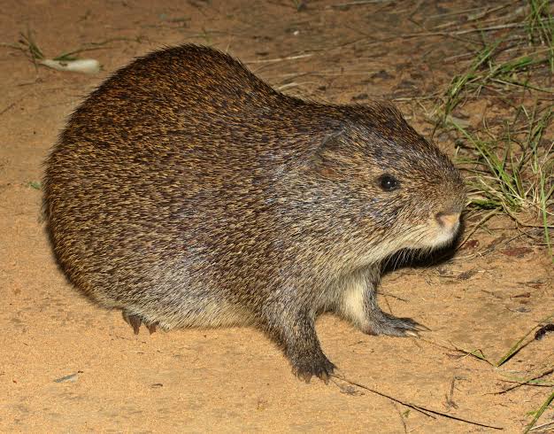 Cane Rat