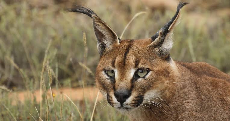 Caracal