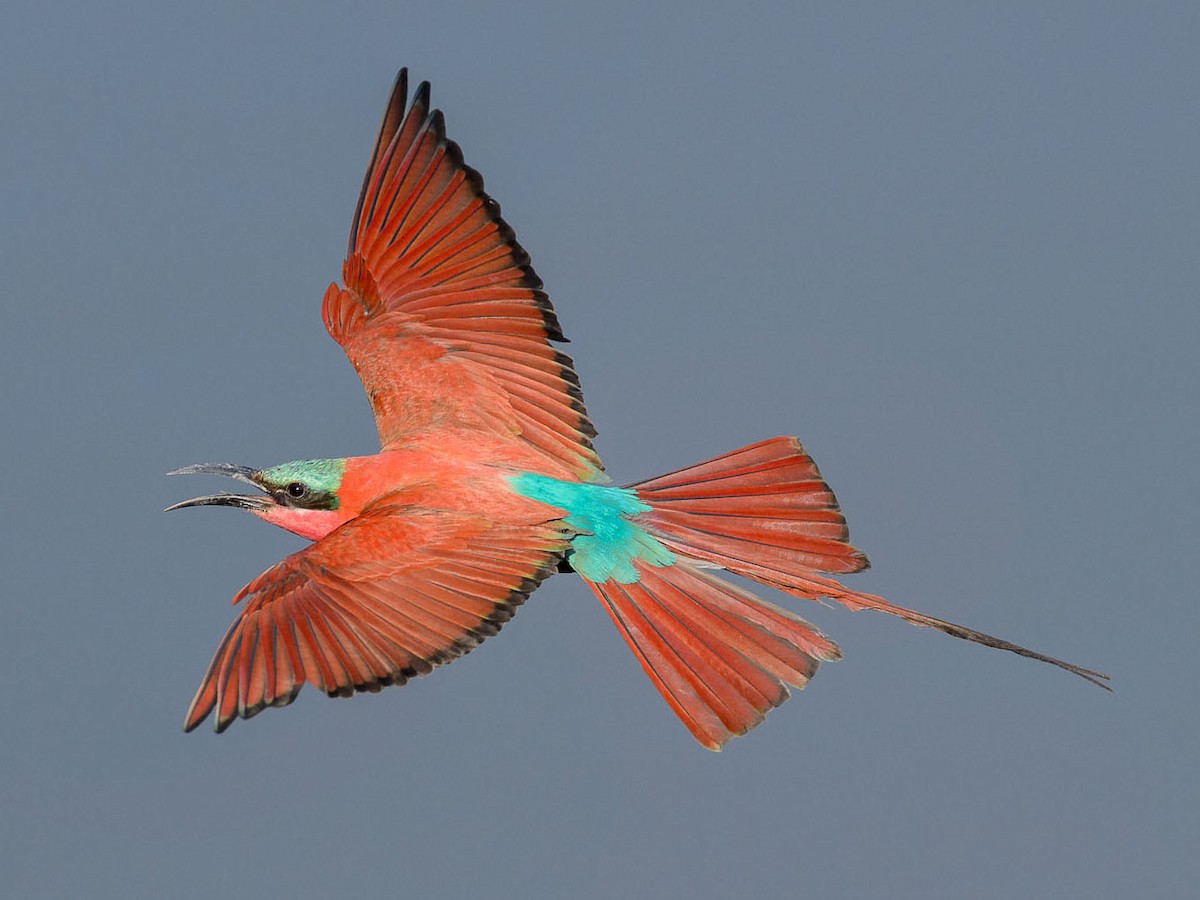 Carmine Bee-eater