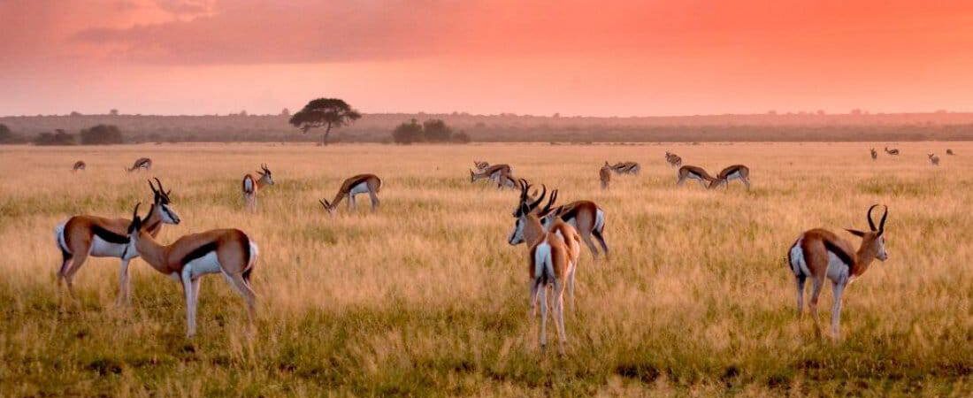 Central Kalahari Game Reserve