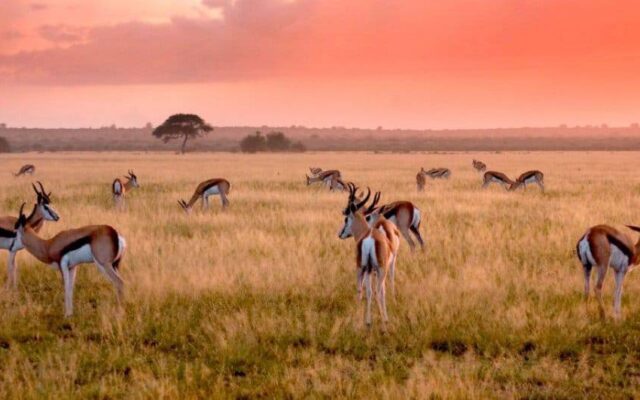 Central Kalahari Game Reserve