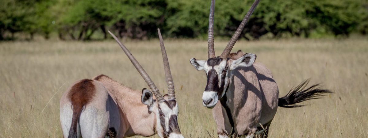 Central-Kalahari-Game-Reserve_08-1200×750