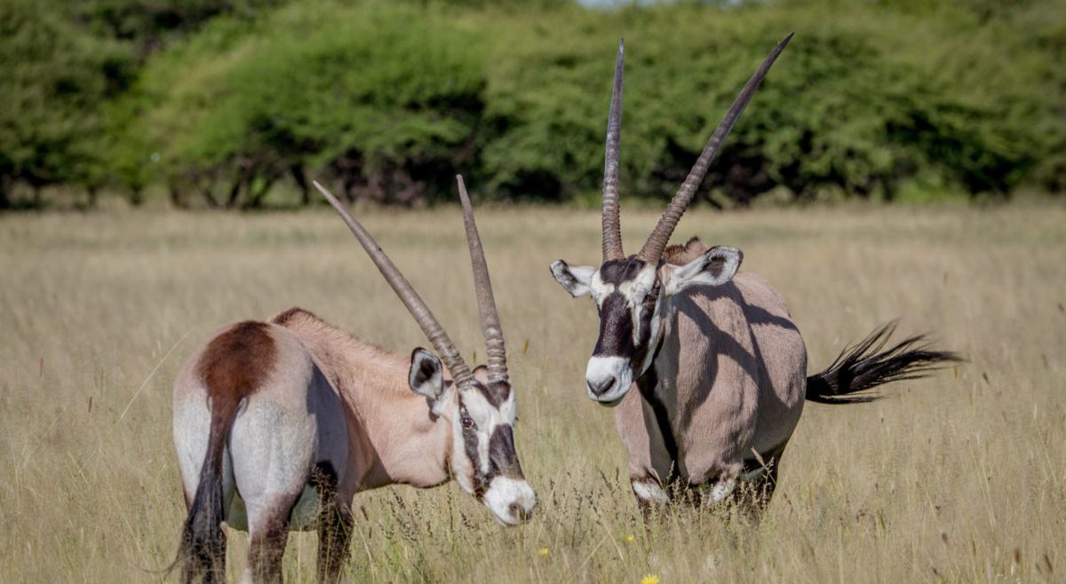Central-Kalahari-Game-Reserve_08-1200×750