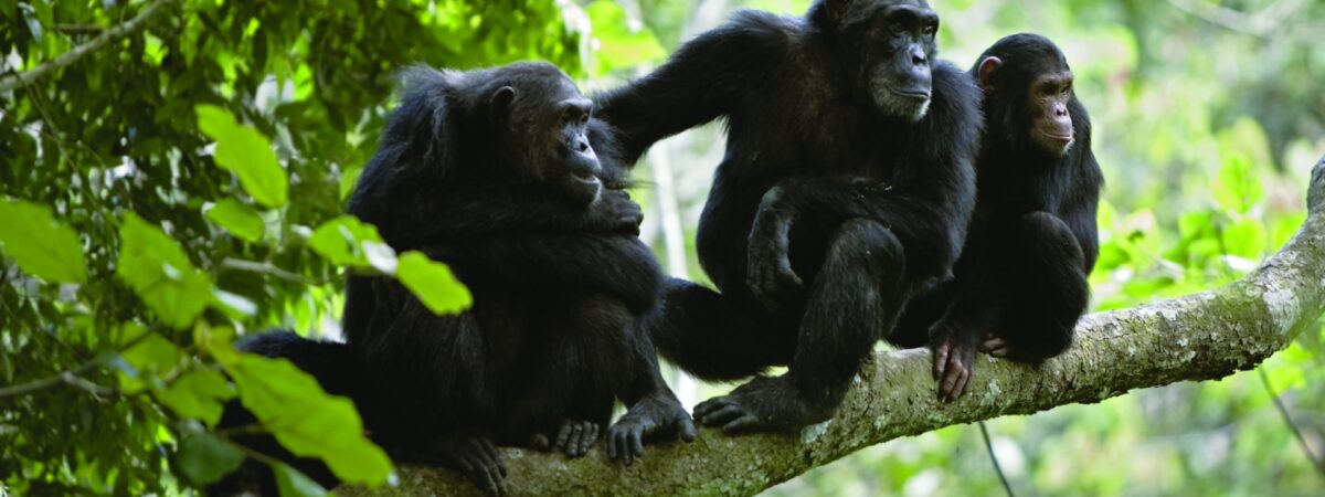 Chimpanzees-hero-image-c-istock