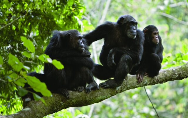 Kalinzu Forest Reserve