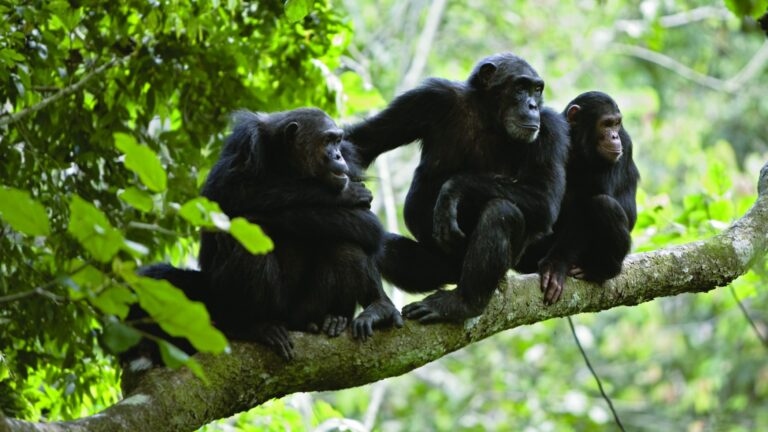 Kalinzu Forest Reserve