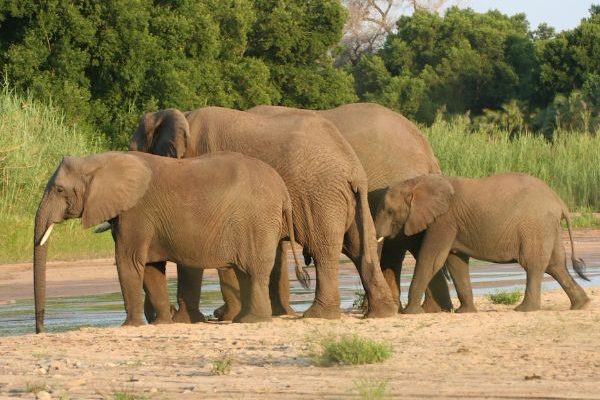 5-Day Chisomo Camp Safari