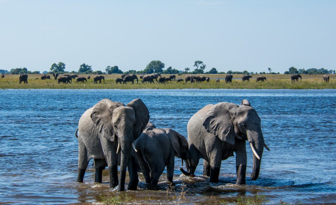 Chobe-Elephants