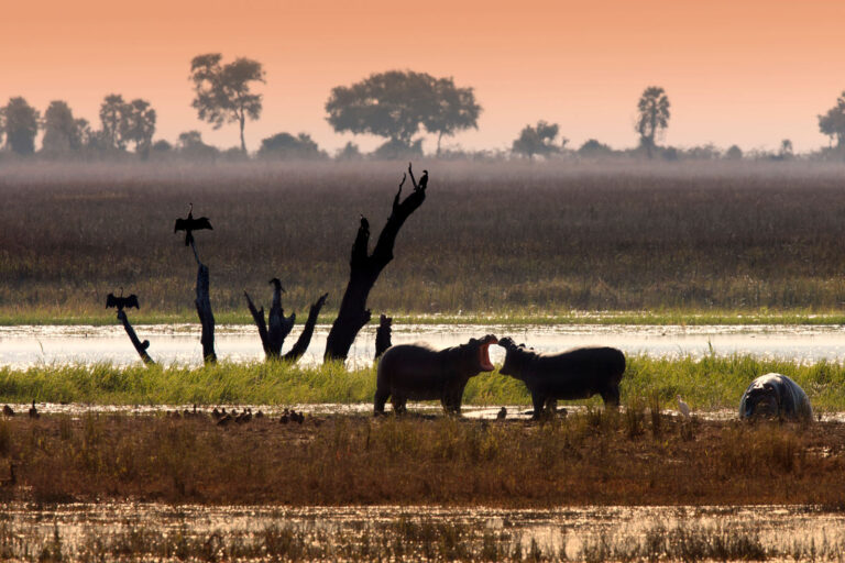 Chobe National Park