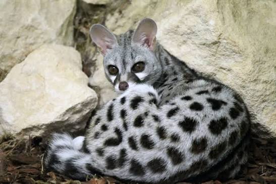 Common Genet