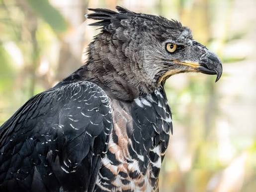 Crowned Eagle