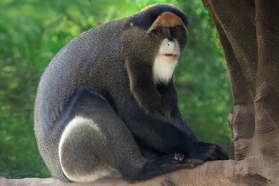 De Brazza’s Monkey