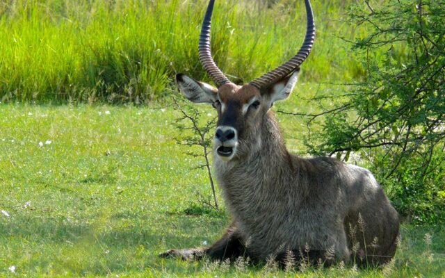 Defassa Waterbuck