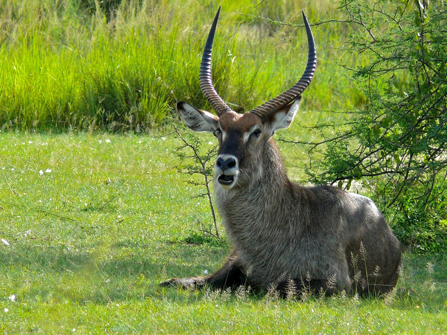 Defassa Waterbuck