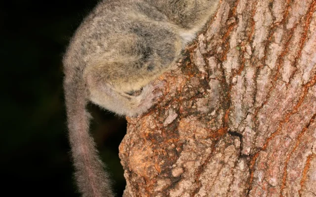 Demidoff’s Galago