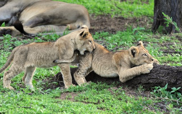 2-Day Dinokeng Lodge Safari