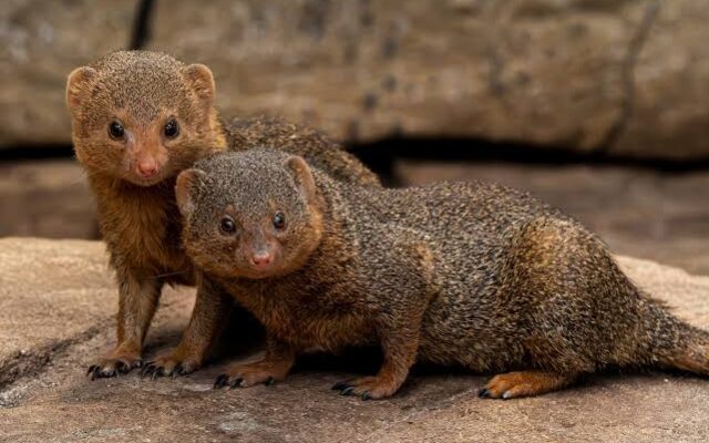 Dwarf Mongoose