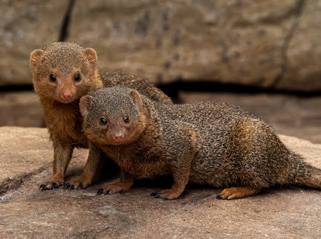 Dwarf Mongoose