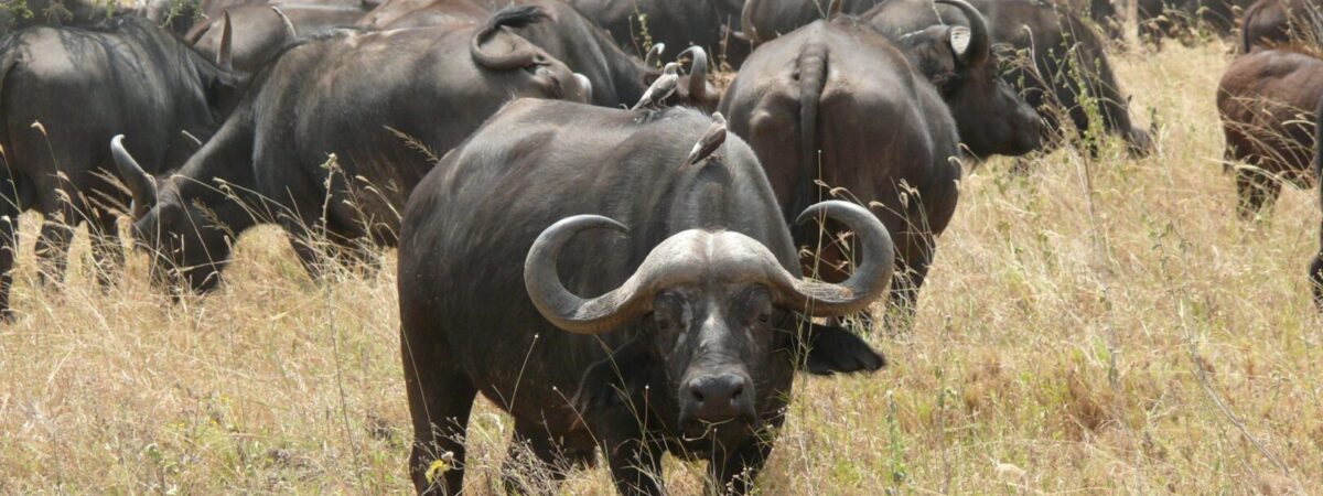 East Madi Wildlife Reserve