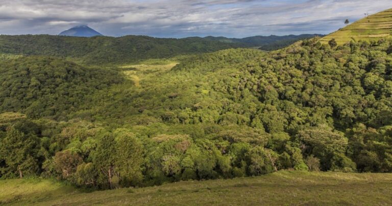 Echuya Forest Reserve