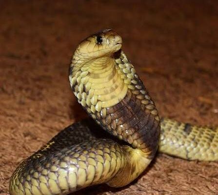 Egyptian Cobra