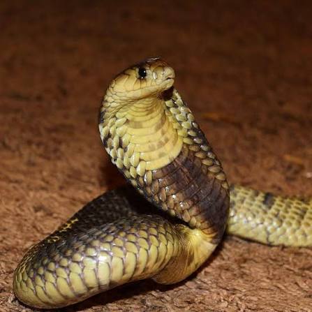 Egyptian Cobra
