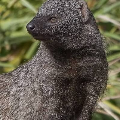 Egyptian Mongoose