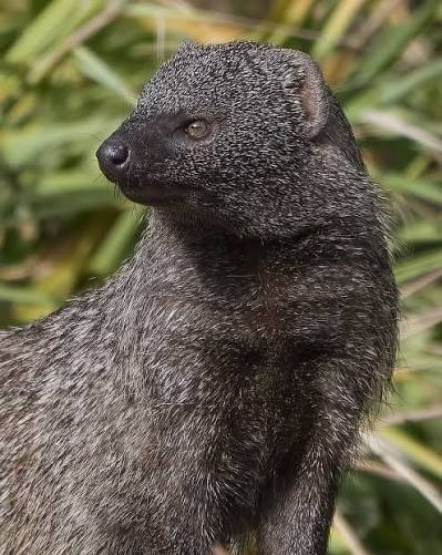 Egyptian Mongoose