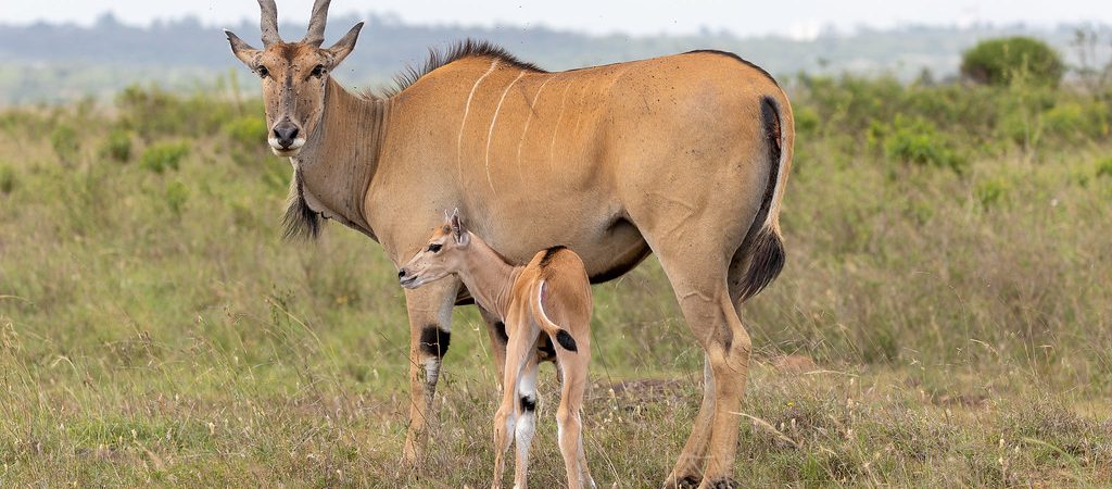 Eland