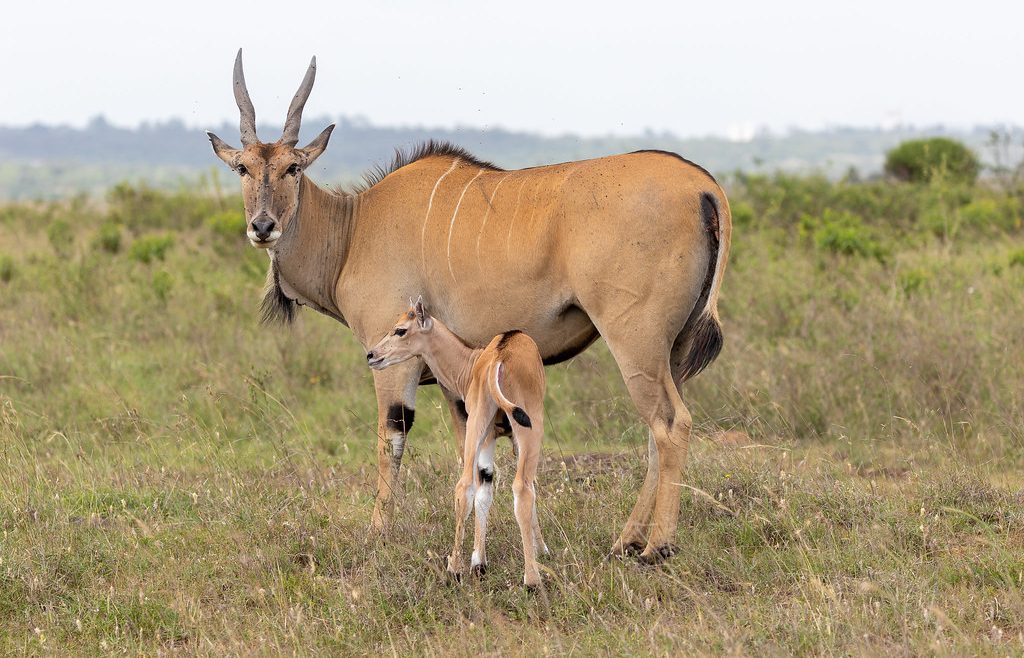 Eland