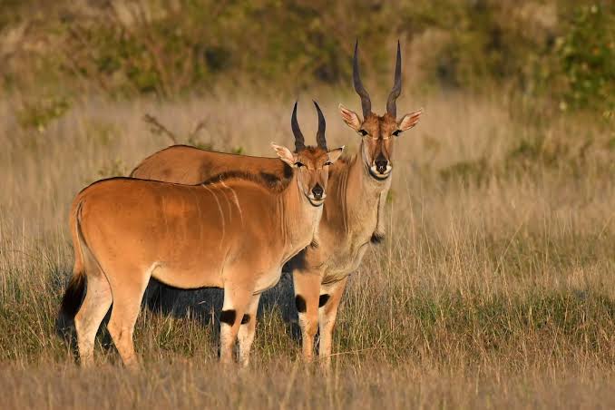Eland