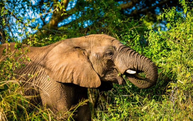 Elephant
